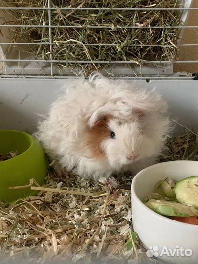 Морская свинка Лункария