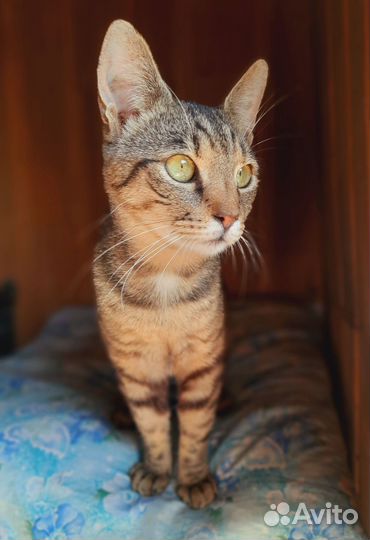 Котей в добрые руки