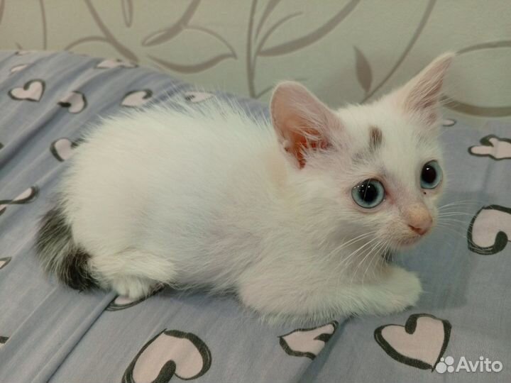 Отдам в добрые руки