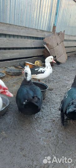 Мускусные утки