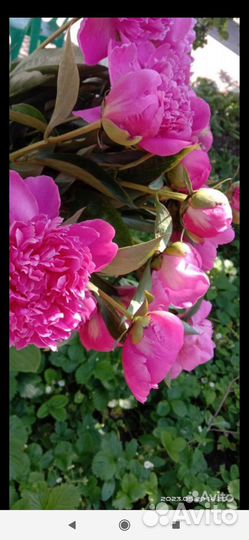 Пионы корни