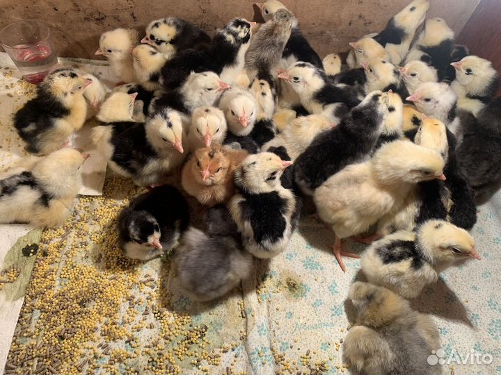 Цыплята на заказ