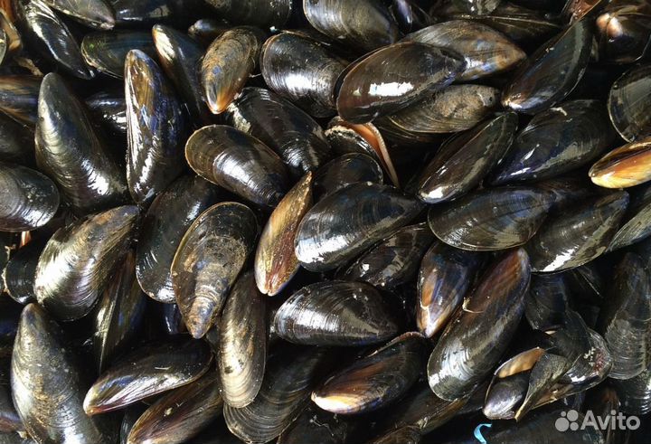 Мидии живые