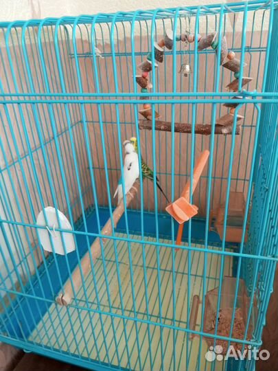 Волнистый попугай с клеткой