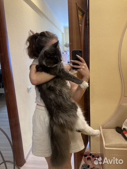 Отдам мейн-кун бесплатно