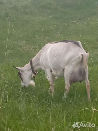 Дойные козы