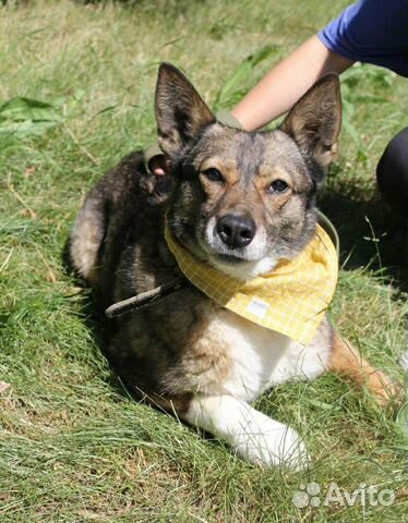 Стоп. Найдена идеальная собака для Вашей семьи