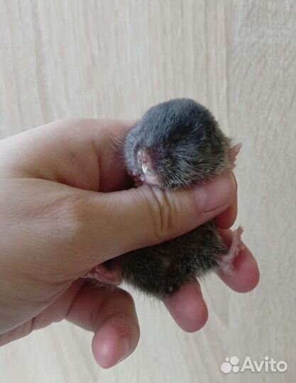 Слешушонка восточная, малыши