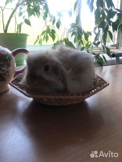 Декоративные кролики