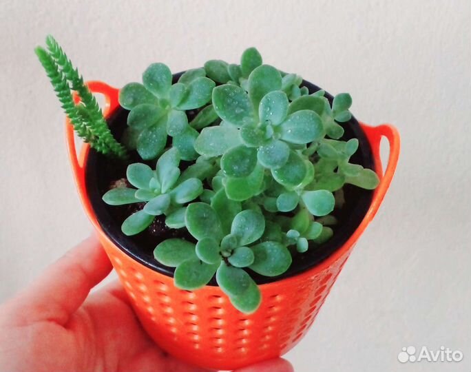 Эхеверия, суккуленты, драцена Сандера