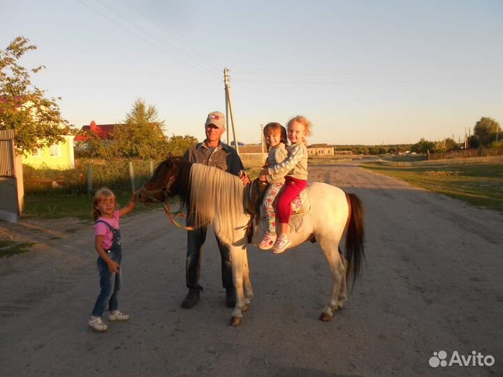 Орлик - пони