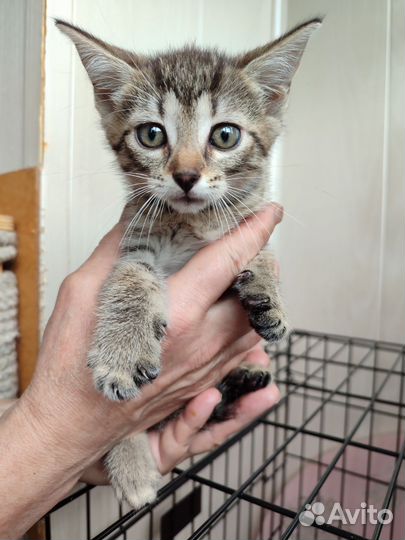 Полосатик котёнок-мальчик