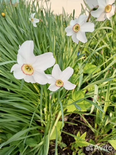 Цветы многолетники