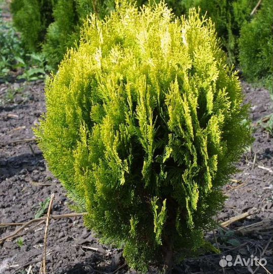 Туя Голден Глоб