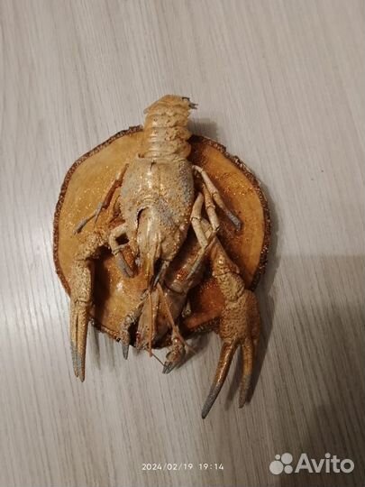 Чучело головы щуки