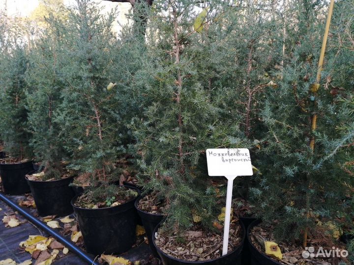 Кипарис, Можжевельник, Кедр