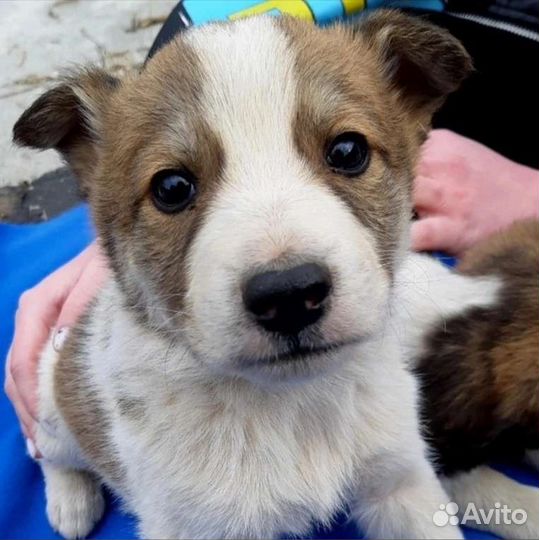 Мальчик ищет дом