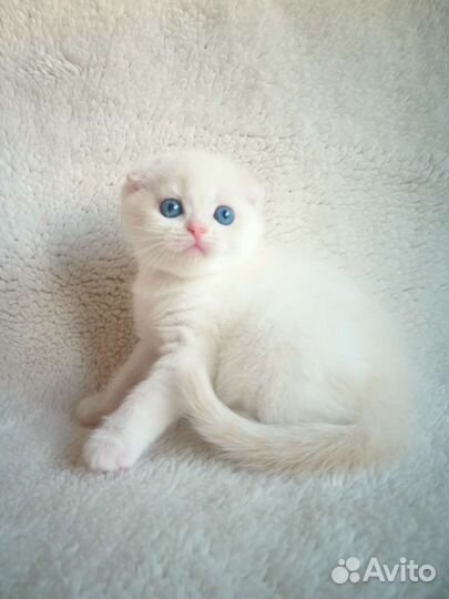 Шикарный домоправитель