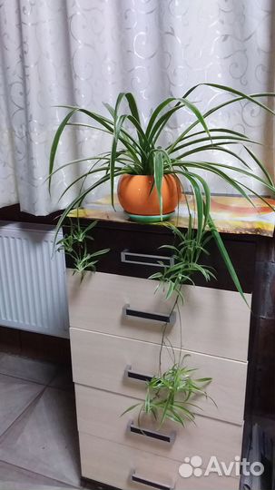 Хлорофитум