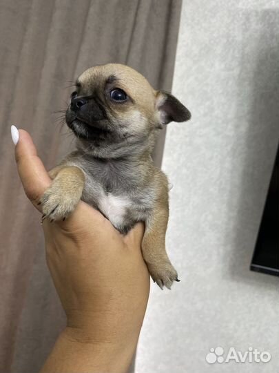 Мини Чихуахуа щеночки