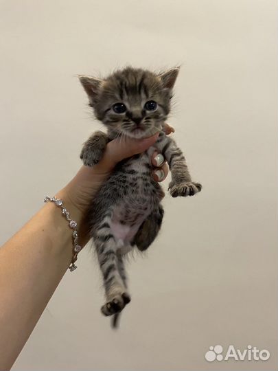 Британская кошка бесплатно