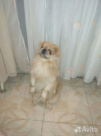 Вязка пекинес