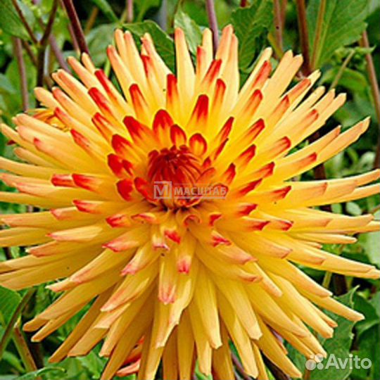 Цветы георгины