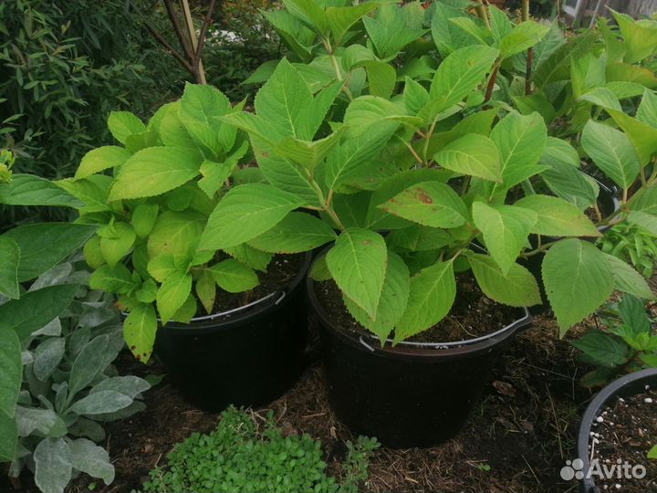 Гортензия крупнолистная саженцы