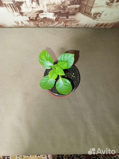 Цветок крупно-листовая гортензия