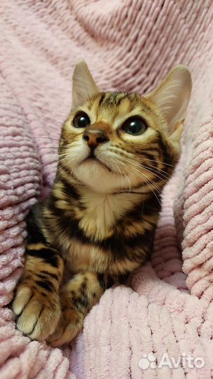 Бенгальские котята