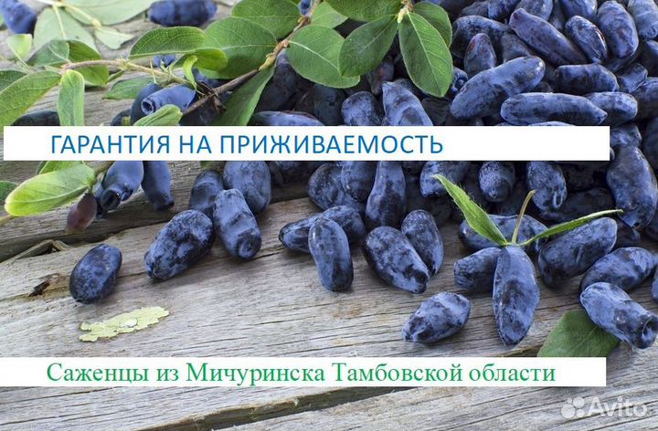 Саженцы с гарантией на приживаемость