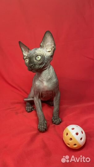 Канадский сфинкс