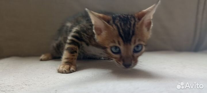 Продаю бенгальских котят