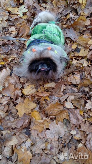 Выгул собак, передержка животных, зооняня