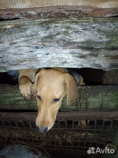 Русская гончая