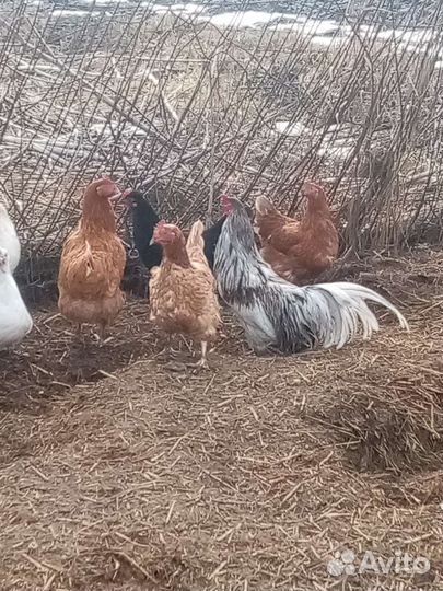 Куры йокогама