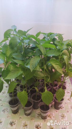 Рассада перца сладкого