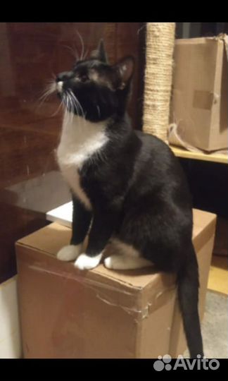 Котик Юрик ищет дом