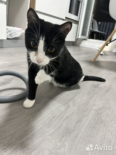 Кошка молодая 2 года