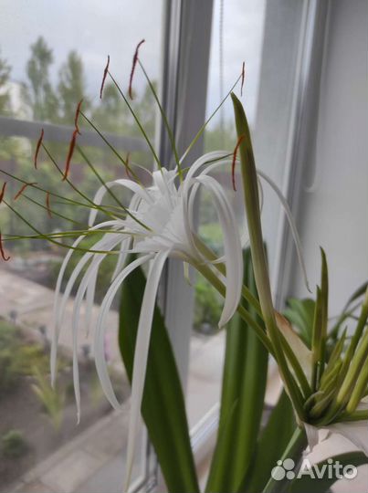 Клеродендрум Томсона