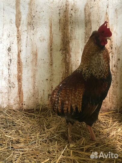 Куры домашние