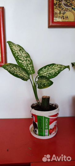 Две маленьких диффенбахии