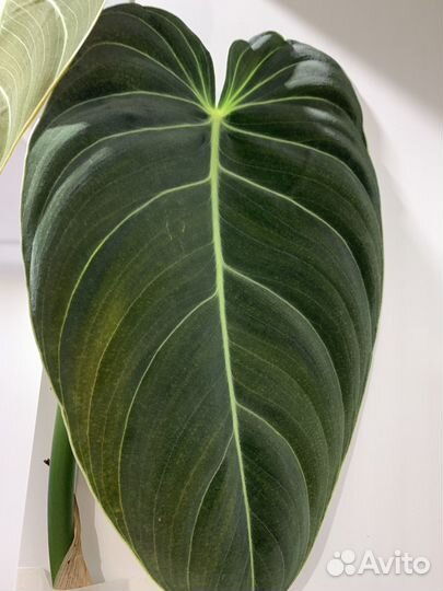 Филодендрон меланохризум