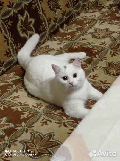 Потерялась кошка