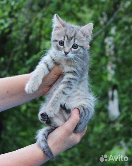 Котята в добрые руки бесплатно