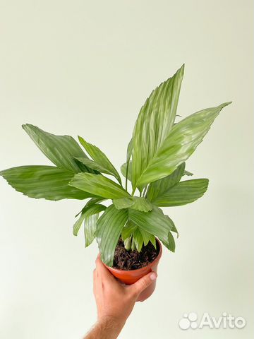 Колоказия Френдшип