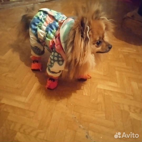 Передержка для животных