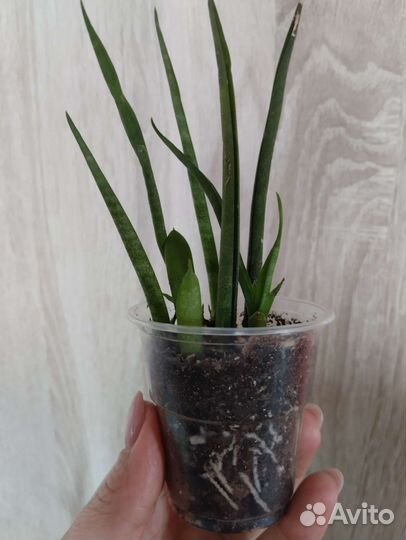 Сансевиерия Самурай, Микадо, Муншайн, Биг Лиф