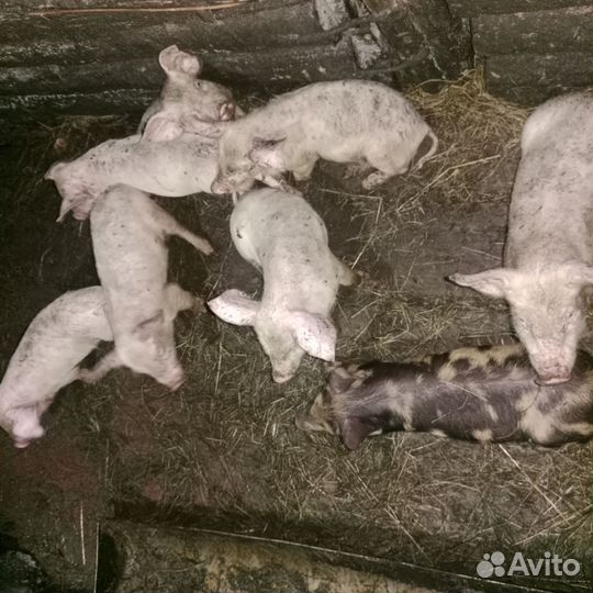 Продам поросят