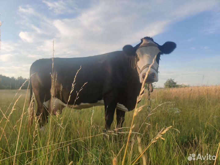 Корова молочная